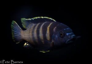 Gephyrochromis sp. 'sand' Londo